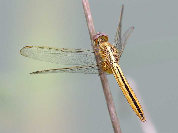 J01_1173 Crocothemis servilia female.JPG